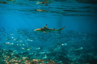 Reef shark at Banwa Private Island