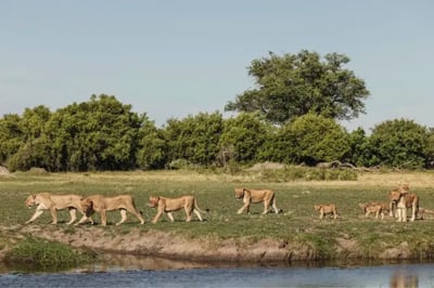 Lions walking around Tawana Botswana Luxury Lodge