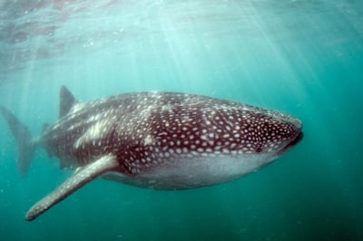 Camp Cecil de la Isla in Baja California, Mexico