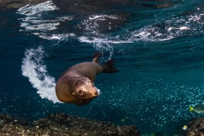 Camp Cecil de la Isla in Baja California, Mexico