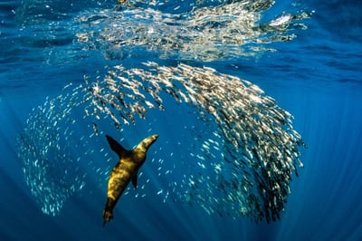 Camp Cecil de la Isla in Baja California, Mexico