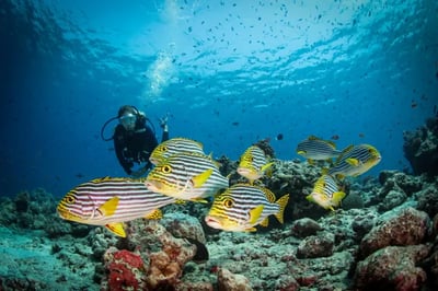 Diving at Conrad Maldives Rangali Island