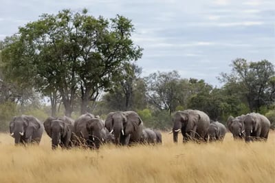 Elephants North Island Botswana Okavango Delta