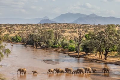 Elephant crossing Sasaab Lodges Kenya