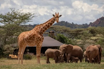 Wildlife at Enasoit Camp, Kenya