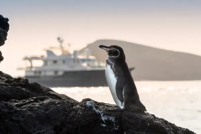 Penguin watching on the &Beyond Galapagos Explorer Ecuador