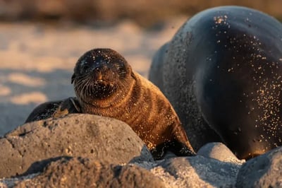 Sea Lions via the &Beyond Galapagos Explorer Ecuador