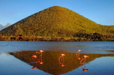 Flamingos by a lake on an excursion from the Hermes Mega Catamaran Galapagos
