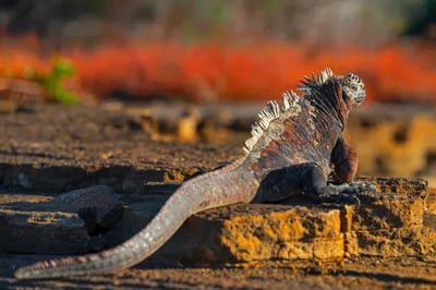 Iguana sighting on the Hermes Mega Catamaran Galapagos