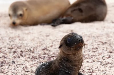 Seals Hermes Mega Catamaran Galapagos