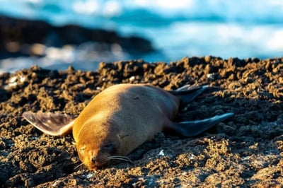 A sleeping seal on an excursion from the Hermes Mega Catamaran Galapagos