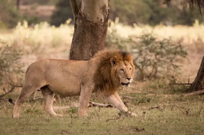 Solio Lodge Kenya