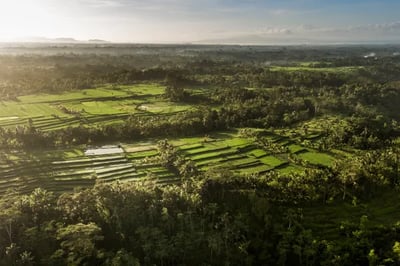 Rice Paddie fields at COMO Uma Shambhala Estate
