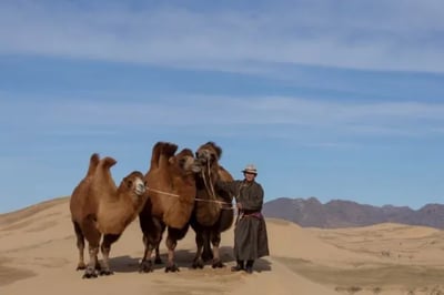 Camels at Mandala Heartland Mongolia