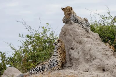 Cheetahs at North Island Botswana Okavango Delta