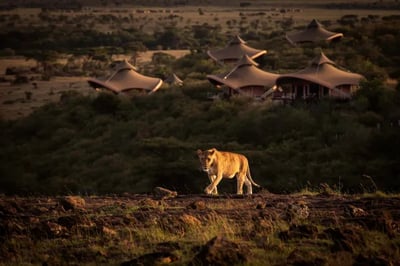 Lion prowling at Mahali Mzuri in Kenya
