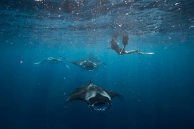 Manta Rays at Conrad Maldives Rangali Island