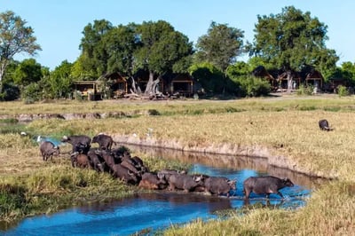 Buffalo crossing a river infront of Tawana Botswana Luxury Lodge