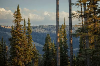 Beautiful forests at One & Only Moonlight Basin, Montana, USA