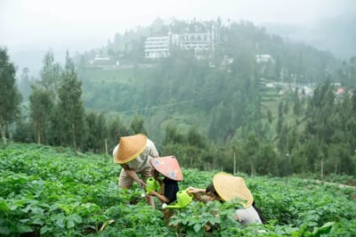 Landscape at Plataran Bromo