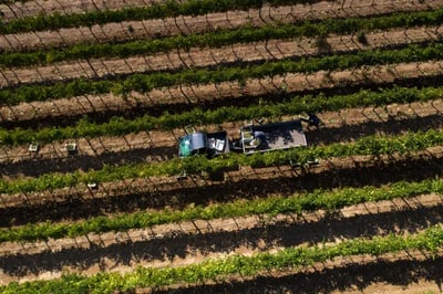 Quinta Do Paral's vineyard estate