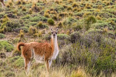 Alpacca in Patagonia at Rio Palena Lodge Chile