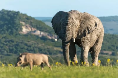 Elephants roaming in Shamwari Private Reserve South Africa
