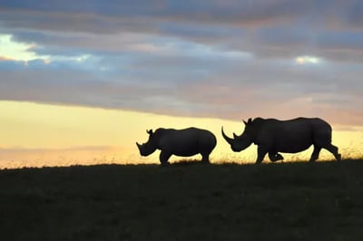 Rhinos at sunset in Shamwari Private Reserve South Africa