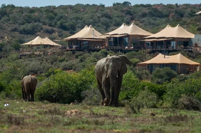 Elephants walking in front of Sindile Shamwari Private Reserve South Africa
