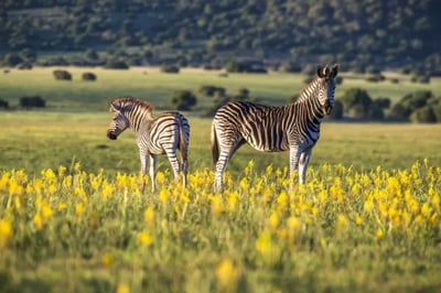 Zebra's roaming at the Shamwari Private Reserve South Africa