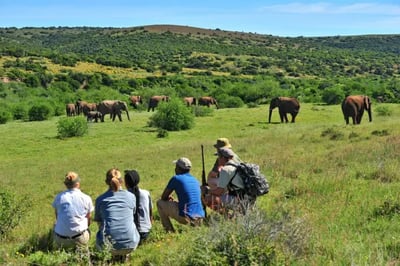 People on a walking safari with a herd of elephants in the background