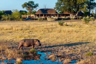 Hippo walking around Tawana Botswana Luxury Lodge