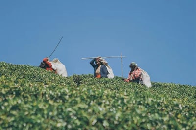 Tea pickers at Uga Halloowella Sri Lanka