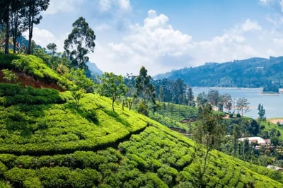 Tea plantations at Uga Halloowella Sri Lanka