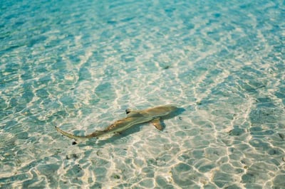 Reef shark swimming near The Brando