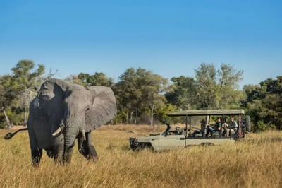 Elephant on a game drive at Tuludi Luxury Lodge Botswana