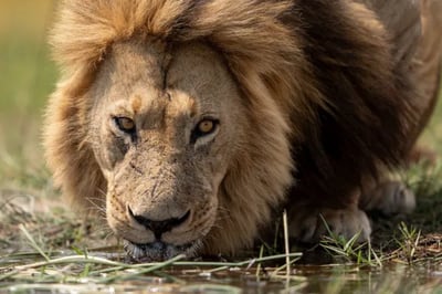 Lion drinking at Tuludi Luxury Lodge Botswana