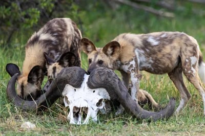 Wild dogs at Tuludi Luxury Lodge Botswana