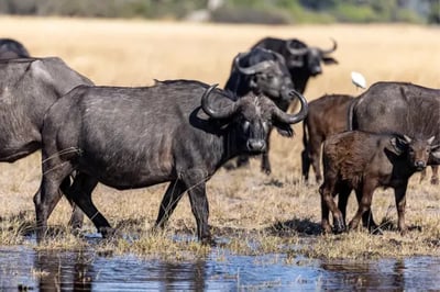 Water Buffalo North Island Botswana Okavango Delta