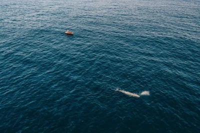 Whale watching at Octant Furnas Azores