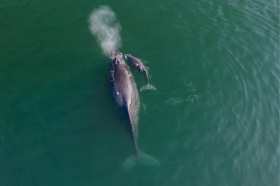 Whale watching at Four Seasons Tamarindo, Pacific Coast Mexico