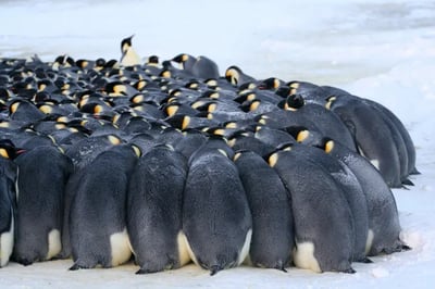 Whichaway Camp Antarctica