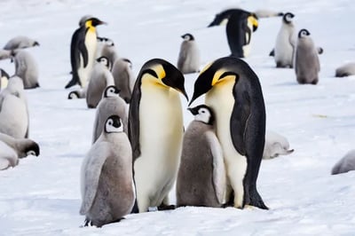 Whichaway Camp Antarctica