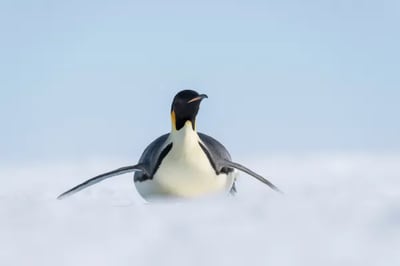 Whichaway Camp Antarctica
