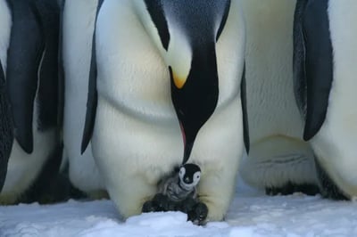 Whichaway Camp Antarctica