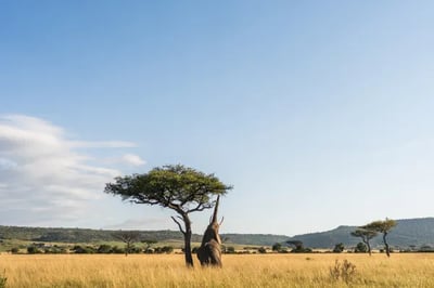 Wilderness Mara, Kenya