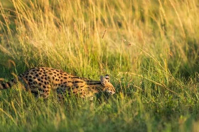 Wilderness Mara, Kenya