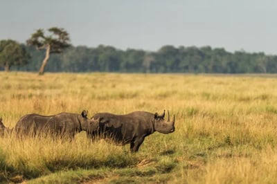 Wilderness Mara, Kenya