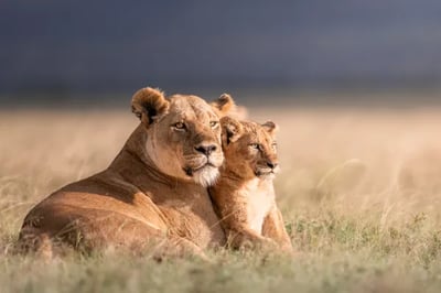 Lions at Wilderness Usawa, Tanzania
