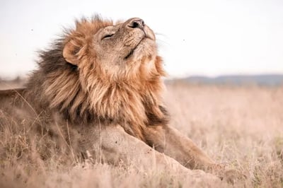 Lion at Wilderness Usawa, Tanzania